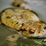 Erdkröte zur Laichzeit, Erdkröte (Bufo bufo)