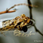 Erdkröte zur Laichzeit, Erdkröte (Bufo bufo)