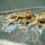 Erdkrötenpaar zur Laichzeit, Erdkröte (Bufo bufo)