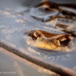 Erdkröten zur Laichzeit, Laichschnüre, Erdkröte (Bufo bufo)