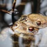 Erdkrötenpaar zur Laichzeit, Erdkröte (Bufo bufo)