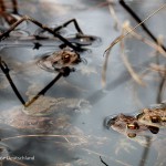 Erdkröten zur Laichzeit, Laichschnüre, Erdkröte (Bufo bufo)