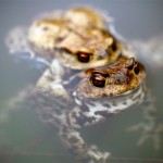 Erdkrötenpaar zur Laichzeit, Erdkröte (Bufo bufo)