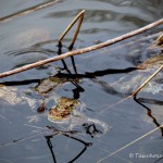 Erdkröten zur Laichzeit, Laichschnüre, Erdkröte (Bufo bufo)