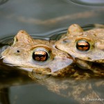 Erdkrötenpaar zur Laichzeit, Erdkröte (Bufo bufo)