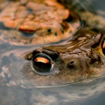 Erdkrötenpaar zur Laichzeit, Erdkröte (Bufo bufo)