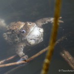 Erdkrötenpaar zur Laichzeit, Erdkröte (Bufo bufo)