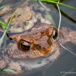 Erdkrötenpaar zur Laichzeit, Erdkröte (Bufo bufo)