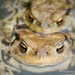 Erdkrötenpaar zur Laichzeit, Erdkröte (Bufo bufo)