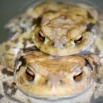 Erdkrötenpaar zur Laichzeit, Erdkröte (Bufo bufo)