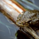 Erdkröte zur Laichzeit, Erdkröte (Bufo bufo)