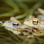 Erdkrötenpaar zur Laichzeit, Erdkröte (Bufo bufo)