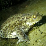 Erdkröten Weibchen unter Wasser, Erdkröte (Bufo bufo)