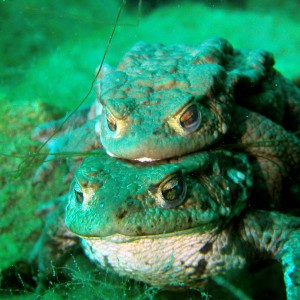 Erdkrötenpaar unter Wasser