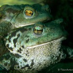 Erdkrötenpaar unter Wasser, Erdkröte (Bufo bufo)