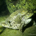 Erdkrötenpaar unter Wasser, Erdkröte (Bufo bufo)