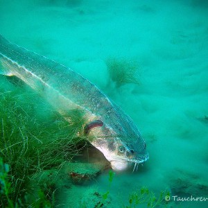 fressender Stör, Waxdick