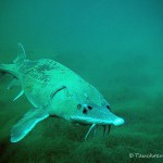 Stör im Taucherkessel 1, Tauchen in Löbejün