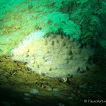 Süßwasserschwamm, Tauchen in Löbejün