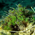 Unterwasserpflanze, Tauchen in Löbejün