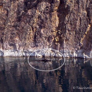 schwimmendes Wildschwein