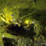 Flußkrebs, Tauchen im Kleiner Wukensee, Tauchen in Brandenburg