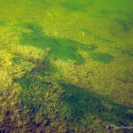 Untergrund Wukensee, Tauchen im Kleiner Wukensee, Tauchen in Brandenburg