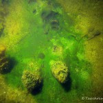 Hornblatt unter Algenteppich, Tauchen im Kleiner Wukensee, Tauchen in Brandenburg