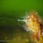 Süßwasserpolypen, Tauchen im Kleiner Wukensee, Tauchen in Brandenburg