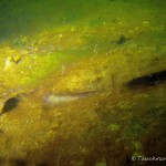 tote Teichmuschel, Tauchen im Kleiner Wukensee, Tauchen in Brandenburg