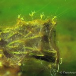 Süßwasserpolypen, Tauchen im Kleiner Wukensee, Tauchen in Brandenburg