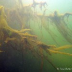 toter Baum, Tauchen im Kleiner Wukensee, Tauchen in Brandenburg