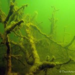 toter Baum, Tauchen im Kleiner Wukensee, Tauchen in Brandenburg