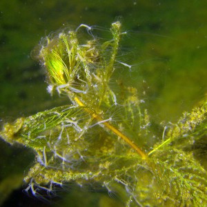 Süßwasserpolypen besiedeln Ährenblatt