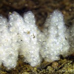 Flußbarschlaich, Flussbarsch (Perca fluviatilis), Tauchen im Kleiner Wukensee, Tauchen in Brandenburg