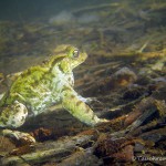 Erdkröte, Tauchen im Kleiner Wukensee, Tauchen in Brandenburg