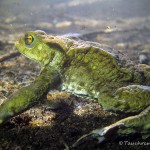 Erdkröte, Tauchen im Kleiner Wukensee, Tauchen in Brandenburg