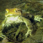 Erdkröte, Tauchen im Kleiner Wukensee, Tauchen in Brandenburg