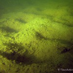 sandiger Untergrund, Tauchen im Großer Seddiner See, Tauchen in Brandenburg