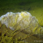 Laubblatt, Tauchen im Großer Seddiner See, Tauchen in Brandenburg