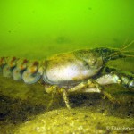 Amerikanischer Flußkrebs, Tauchen im Großer Seddiner See, Tauchen in Brandenburg