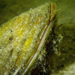 Teichmuschel, Tauchen im Großer Seddiner See, Tauchen in Brandenburg