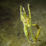 Armleuchteralge, Tauchen im Großer Seddiner See, Tauchen in Brandenburg