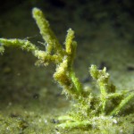 Armleuchteralge, Tauchen im Großer Seddiner See, Tauchen in Brandenburg