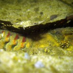 Amerikanischer Flußkrebs, Tauchen im Großer Seddiner See, Tauchen in Brandenburg