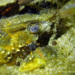 Amerikanischer Flußkrebs, Tauchen im Großer Seddiner See, Tauchen in Brandenburg