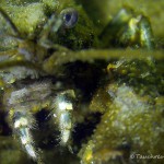 Amerikanischer Flußkrebs, Tauchen im Großer Seddiner See, Tauchen in Brandenburg