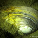 Teichmuschel, Tauchen im Großer Seddiner See, Tauchen in Brandenburg