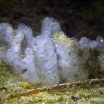 Flussbarschlaich, Tauchen im Großer Seddiner See, Tauchen in Brandenburg