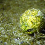 Samenkapsel, Tauchen im Großer Seddiner See, Tauchen in Brandenburg